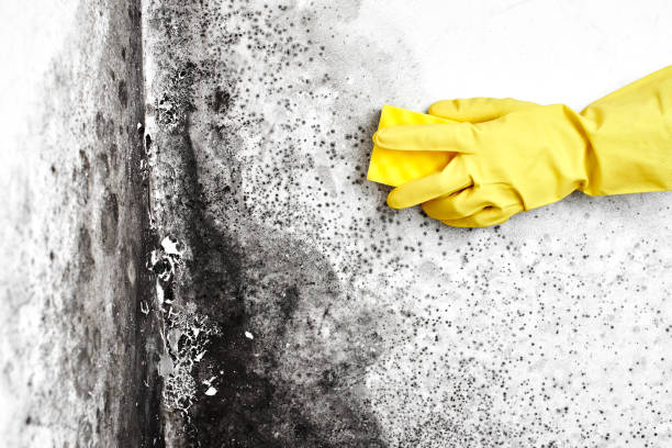 Mold Odor Removal Services in Louisville, GA