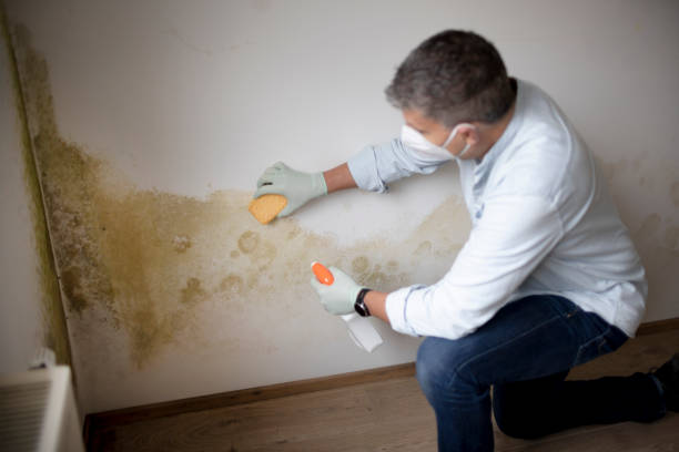 Best Basement Mold Removal  in Louisville, GA